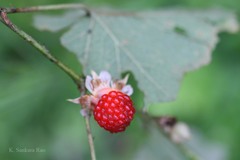 Rubus moluccanus